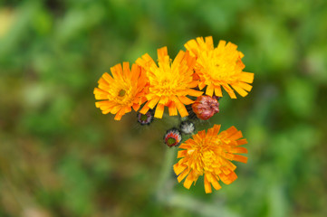 Pilosella aurantiaca fox and cubs orange wildflower 