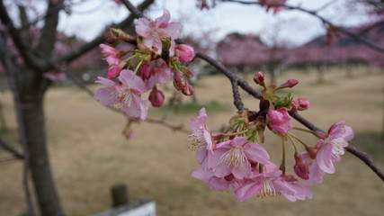 一足早いお花見！河津桜！