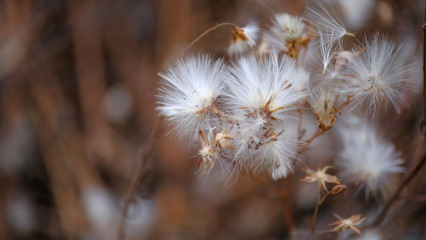  Fluffy plant seeds
