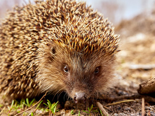 Hedgehog, Wild, European Hedgehog very pretty face