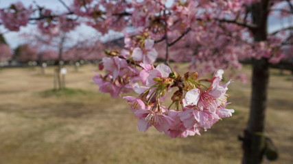 一足早いお花見！河津桜！