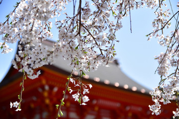 桜と神社