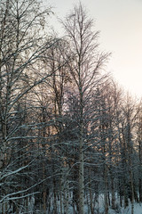 Fir trees in a forest covered with snow in Finland