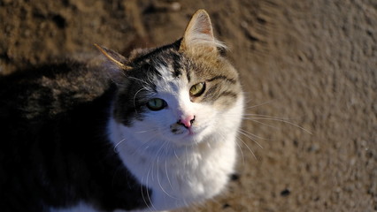 Obraz premium Domestic cat walks on the street