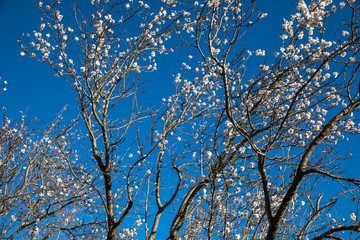 アーモンドの花