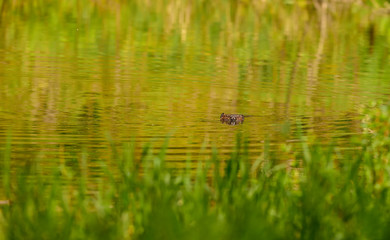 Beaver Swimming in Pond