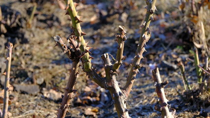  Rose bush in the winter.