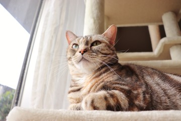 凛としたシルバーパッチドタビー猫アメリカンショートヘア