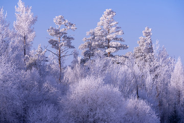 frost on a tree