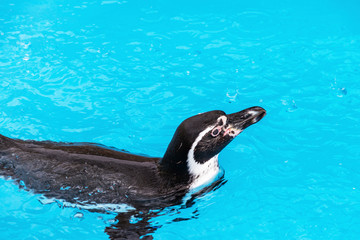 水の中を泳ぐ一羽のペンギン