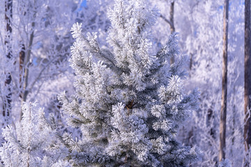 frost on a tree