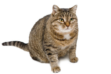 Domestic cat poses for the camera.