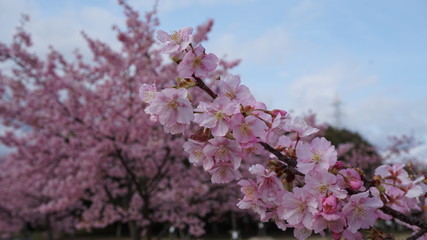 一足早いお花見！河津桜！