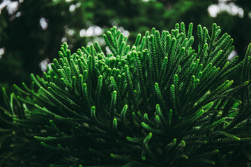 pine tree leaf or fern leaf in dark forest tone.
