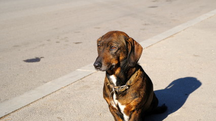  The dog walks on the street