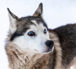 Husky sledding dog in Finland