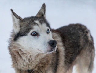 Fototapeta na wymiar Husky sledding dog in Finland