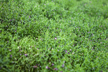 Background for web design green needles.