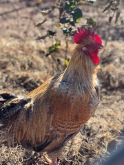 rooster on farm