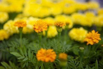 Marigold, Turkish carnation