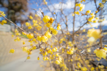 蝋梅の花