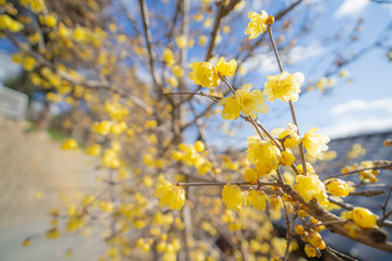 蝋梅の花