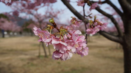 Fototapeta premium 一足早いお花見！河津桜！