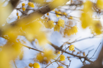 蝋梅の花