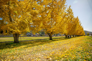 長野県松川町にある銀杏並木の紅葉
