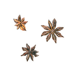 Set of star anise on a white background. Drawing with colored pencils.