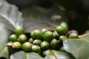 Coffee berries green on branch in frame.