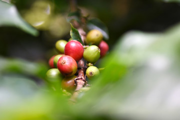 Coffee berry on branch in frame.