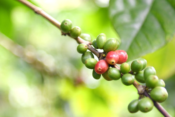 Coffee berries on branch in plantation.