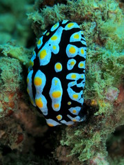 The amazing and mysterious underwater world of Indonesia, North Sulawesi, Manado, sea slug