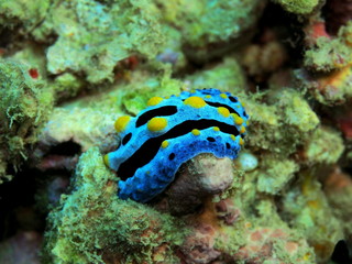 The amazing and mysterious underwater world of Indonesia, North Sulawesi, Manado, sea slug