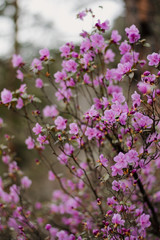 pink flowers in the garden