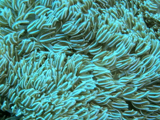 Fototapeta na wymiar The amazing and mysterious underwater world of Indonesia, North Sulawesi, Manado, soft coral