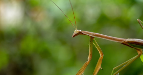 close up of female mantis insect resting on tree branch