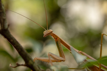close up of female mantis insect sitting on tree branch