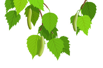 Fototapeta premium A branch of birch on a white background, young green leaves. Bright spring background, vector illustration