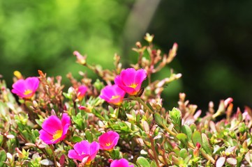 Colorful flowers in the garden. Plumeria flower blooming