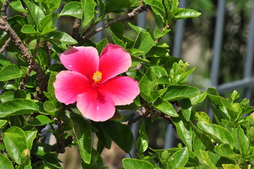 Colorful Flowers Garden, Pink Flower Blooming	