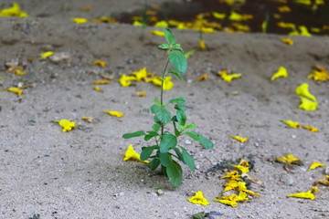 tulsi growing on ground