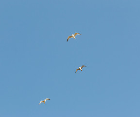 birds seagulls on a background of blue sky