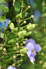  flowers and butterflies in the garden	