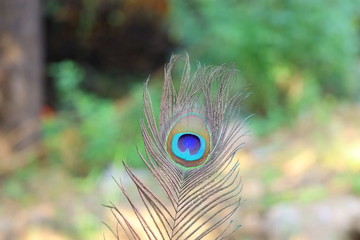 multicolor feather of peacock