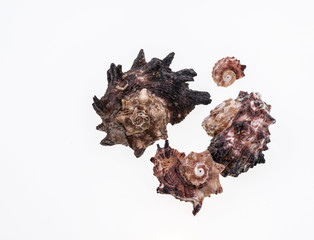 Obraz premium Shells collection : set of various mollusk shells on white background.