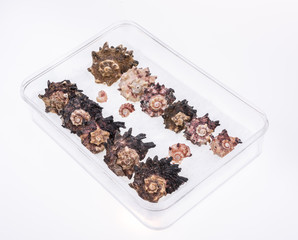 Shells collection : set of various mollusk shells on white background.