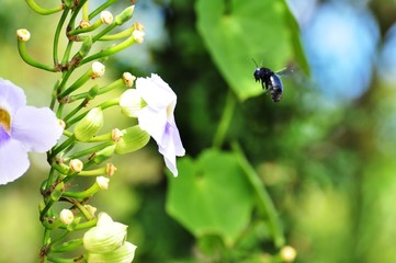  flowers and butterflies in the garden	