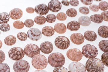 Shells collection : set of various mollusk shells on white background.